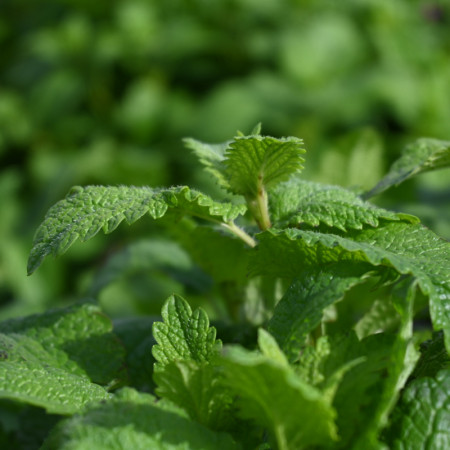 スペアミント / 乾燥 10g