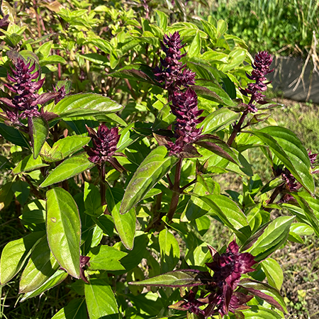 シナモンバジル