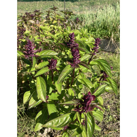 シナモンバジル /フレッシュ生葉 50ｇ