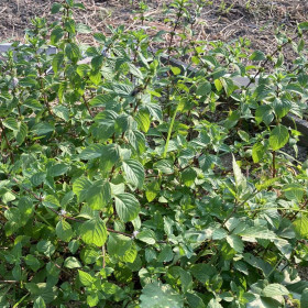 ジンジャーミント /フレッシュ 生葉 30g