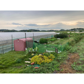 ローズマリー/フレッシュ 生葉 50ｇ