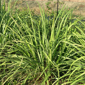 レモングラス /フレッシュ 生葉 50ｇ