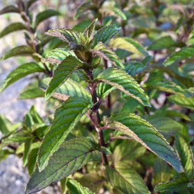 ブラックペパーミント /乾燥 20g