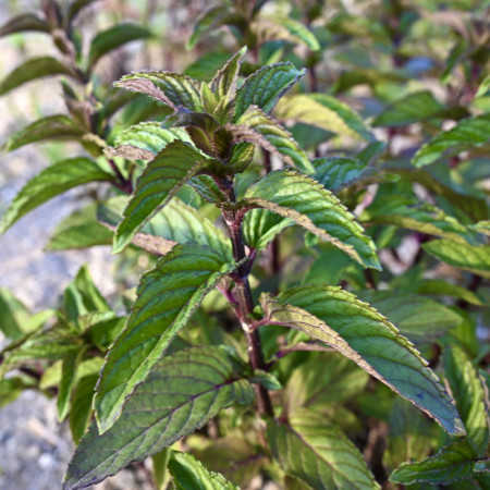 ブラックペパーミント /乾燥 20g