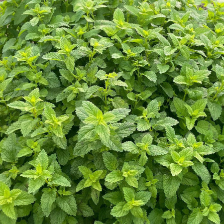 レモンバーム /フレッシュ 生葉 50ｇ